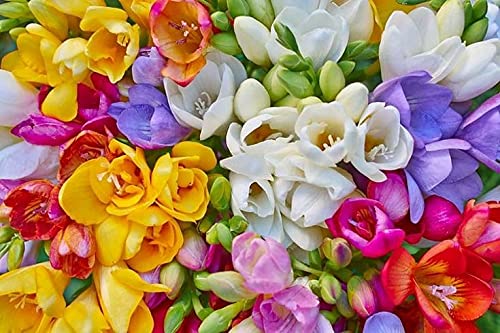 Radha Krishna Agriculture Freesia Multicolor Flower Bulbs For Indoor & Outdoor Gardening & Decorating (Set Of 10 Bulb) (B093YX8P89) Amazon Price History, Amazon Price Tracker
