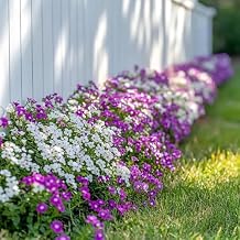 200+ Mix Sweet Alyssum Seeds Groundcover Flowers Garden Planting