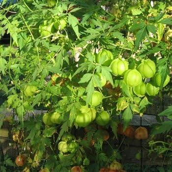Amazon Com Outsidepride Balloon Vine Cardiospermum Halicacabum Plant Seed 100 Seeds Everything Else
