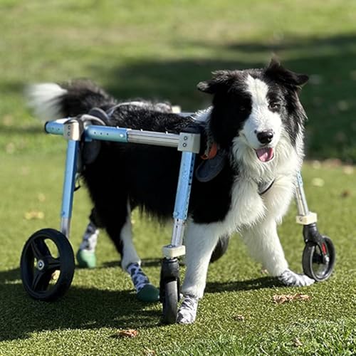 Adjustable 4 Wheels Dog Wheelchair for Front & Back Legs - Portable Pet Mobility Aid for Small Dogs & Cats Under 13 lbs, Helps Pets Walk, Run & Play Again