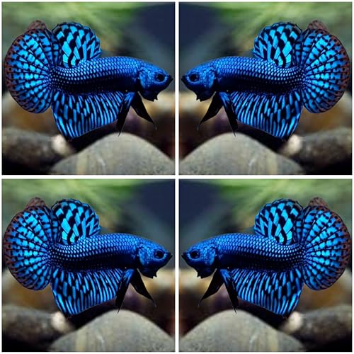D&A Tropical Live Betta Fish - Alien Blue, Male, Freshwater