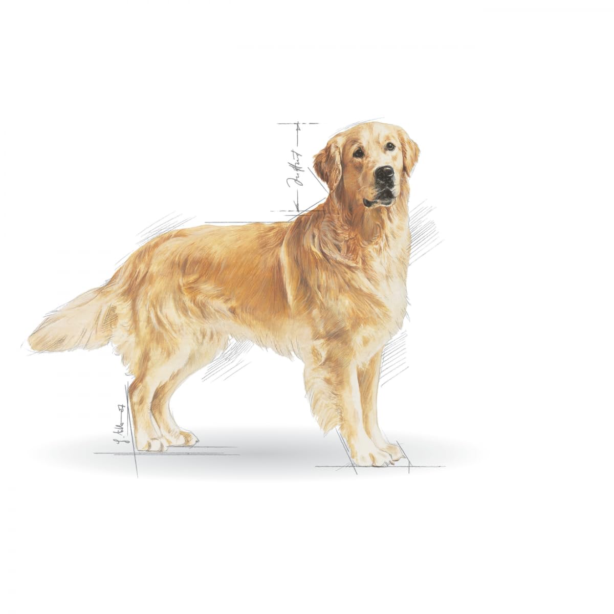 Amazon.co.jp: ロイヤルカナン BHN ゴールデンレトリバー 成犬・高齢犬