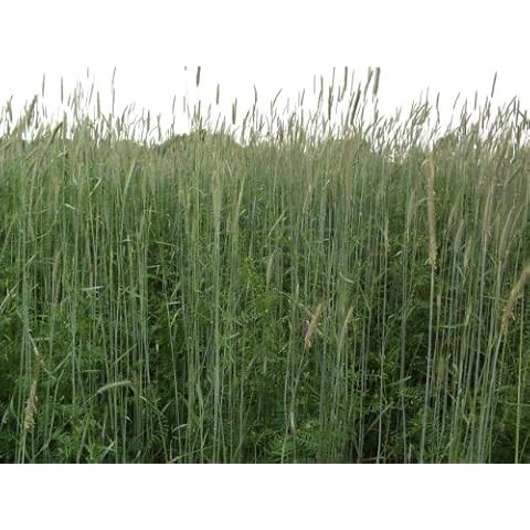 1LB Winter Rye Seed Cover Crop,Food Plot Deer,Wildlife Cover
