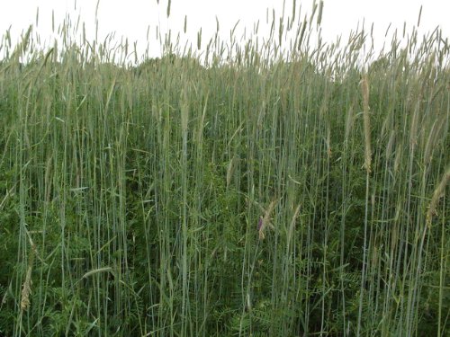 5LBS Winter Rye Seed Cover Crop,Food Plot Deer,Wildlife