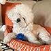 Gnawsome Dog Toys - 2.5” Spiky Squeaker Ball - Small - Dental & Gum Wellness - Stimulating Fun - Hidden Squeaker - Durable for Heavy Chewers - 100% BPA-Free - Assorted Colors