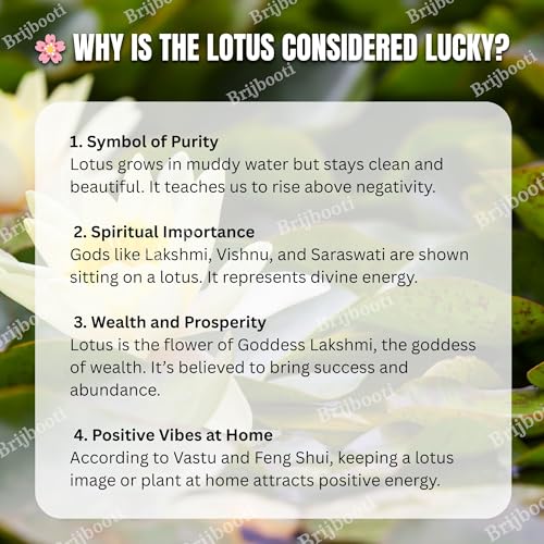 Image of Brijbooti Kamal Seeds 40-50 Seeds | Lotus Flower Seeds | Kamal Gatta | 100% Germination | Multi-Color Lotus Flower Seeds for Home Garden, Pond & Rosary