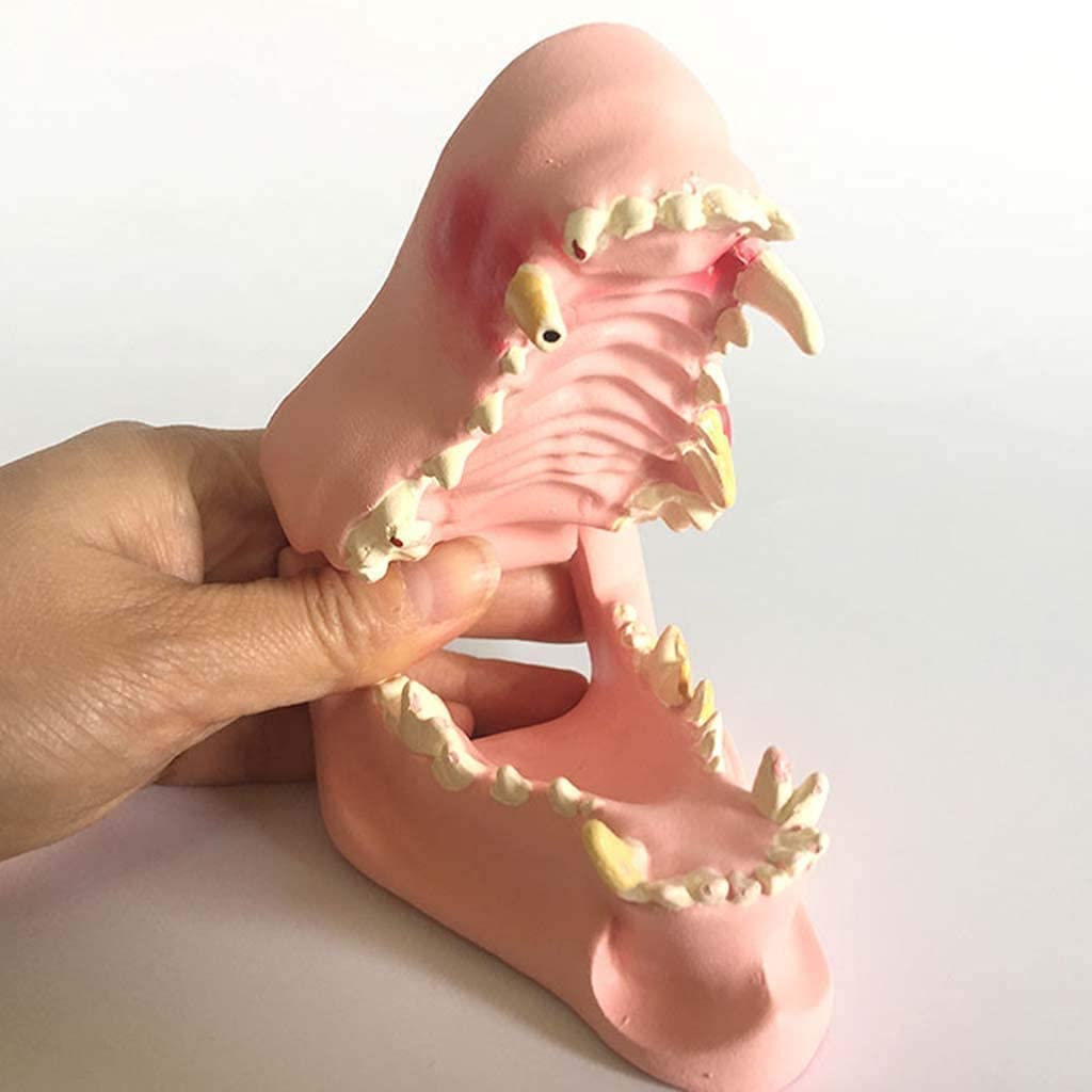 Model Anatomii, Narzędzia Do Nauki Psa Szczęka Anatomiczny Model Psa Patologia Stomatologiczna Anatomia Kompatybilna Z Nauczaniem Medycznym (7 X 6 X 11 Cm)