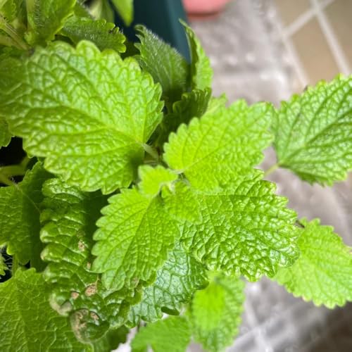 semillas de melisa perenne de silvestres perennes resistentes de melisa para camas elevadas, para lugares soleados de cocina, 300pcs