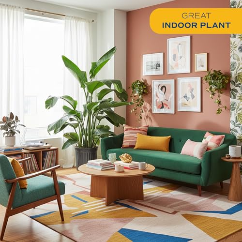 Image of Costa Farms White Bird of Paradise Live Indoor Plant, Strelitzia nicolai, 4-5 Feet Tall Extra Large Tropical Floor Plant, Air Purifying Houseplant, Housewarming Gift or Office Decor
