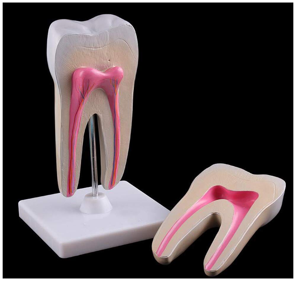 Model Zębów Zębowych - Model Zębów Wyjmowanych - Materiał Pcv Model Do Nauki Anatomii Stomatologicznej - Model Zębów Do Nauki Dla Dzieci - Edukacyjny Pomocnik S