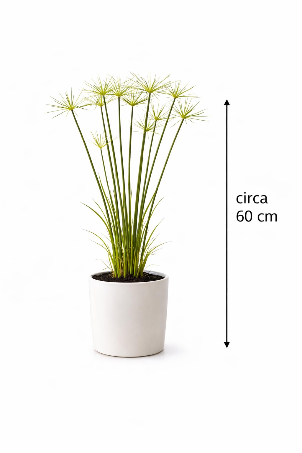 Zyperngras Cyperus haspan 60 cm - Zwergpapyrus Zimmerpflanze, pflegeleicht,  dekorativ & luftreinigend - Ideal fr Innenrume & Bro : Amazon.de: ...