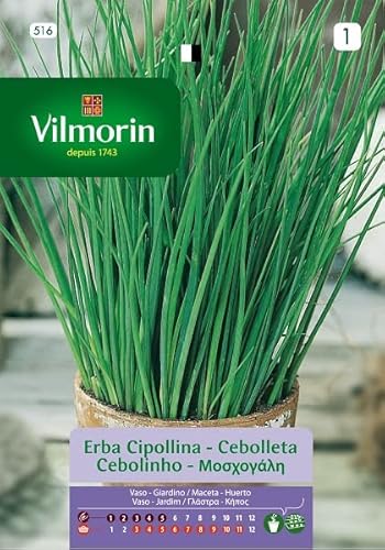 Semillas de CEBOLLETA AROMÁTICA S-1 516, 1,5 gr