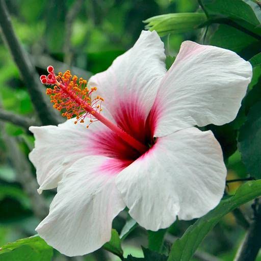 See full amazon price history chart for Greentower Pure White And Pink In Middle Plant Colour Hibiscus Live Plant Healthy Hybrid Plant Pack of 1 Greentower Pure White And Pink In Middle Plant Colour Hibiscus Live Plant Healthy Hybrid Plant Pack of 1 (B0C554RCWV) Amazon Price History, Amazon Price Tracker