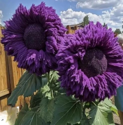 Buy4seeds 20+ Rare Purple Enchanting Giant Teddy Bear Sunflower Seeds