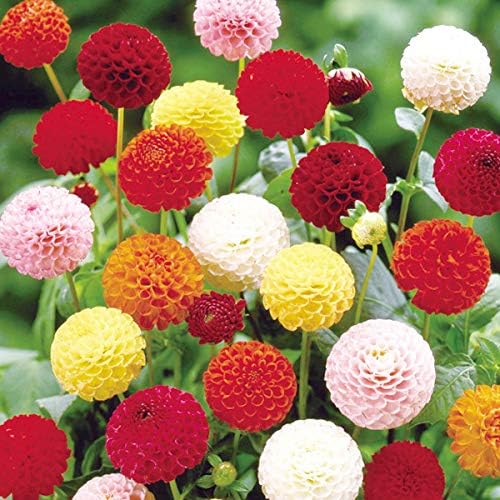 Amazon 国華園 春植え球根 ダリア 切花向きポンポンセット 5色5球 各1球 21年春商品 球根