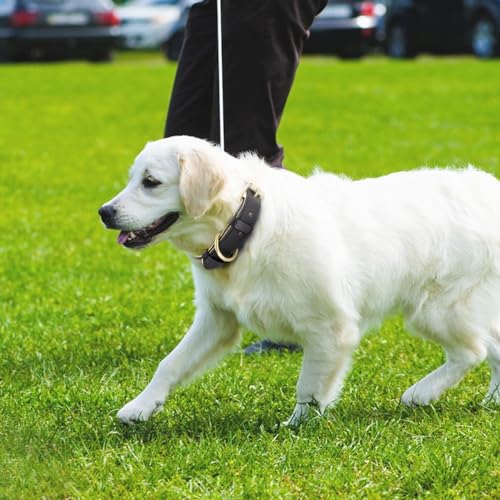 Dote on Hundehalsband und Leine, verstellbar, echtes weiches Leder, gepolstert, für kleine, mittelgroße und große Hunde, Größe L (43–54 cm), Schwarz)