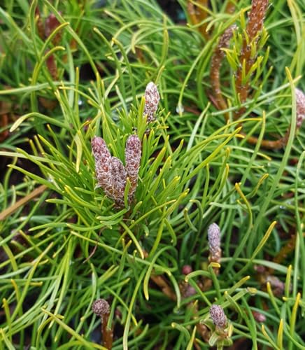 Pinus mugo 'Pumilio' / Pin de montagnes/Ecomotte/Conifère nain