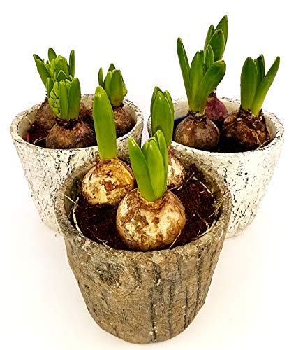 POWERS TO FLOWERS - SET 3 BULBI GIACINTI IN VASO COCCIO NATURALE, pianta vera