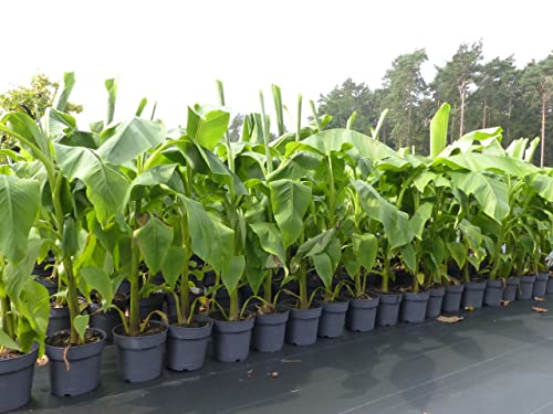 gruenwaren jakubik Bananenstaude Musa Basjoo 140-170 cm winterhart Staude japanische Faserbanane