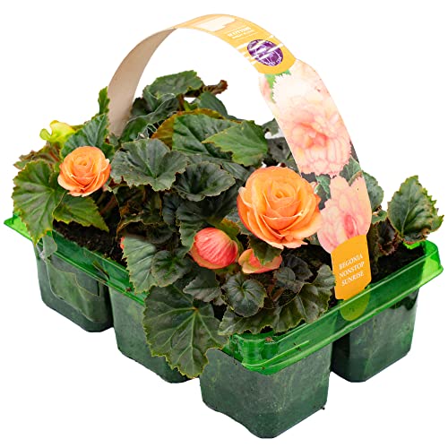 Begonia Non-Stop Sunrise | Hardy Garden Ready Plants | Flowering Hanging Basket Plants with Stunning Summer Flowers (6 Pack)