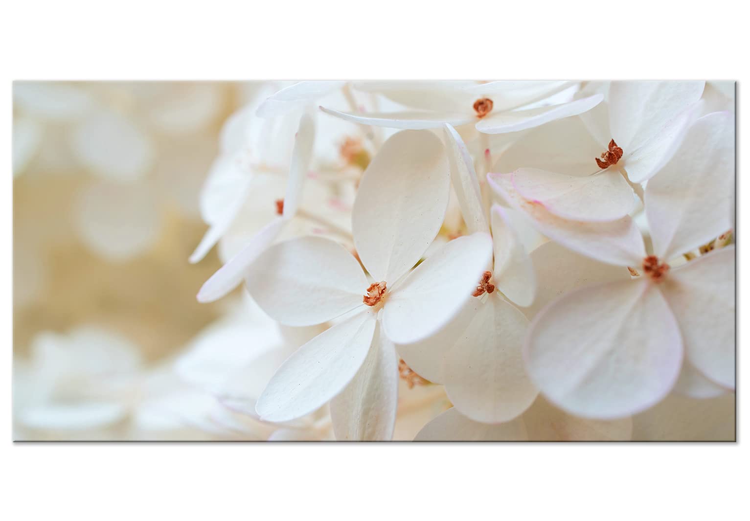 murando - Leinwandbild weiße Hortensie Natur, Schlafzimmer, Wohnzimmer | Hochwertige Leinwand, sofort aufhängbar, ideal fürs Wohn- oder Schlafzimmer, wasserfest und lichtecht, langlebig, stilvoll