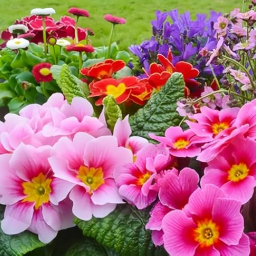 Primrose Flower Seeds (300pcs) – Colorful Perennial Blooms for Patio Pots, Rock Gardens & Bonsai Décor – Easy to Grow, Long-Lasting Spring Flowers Gift for Garden Lovers