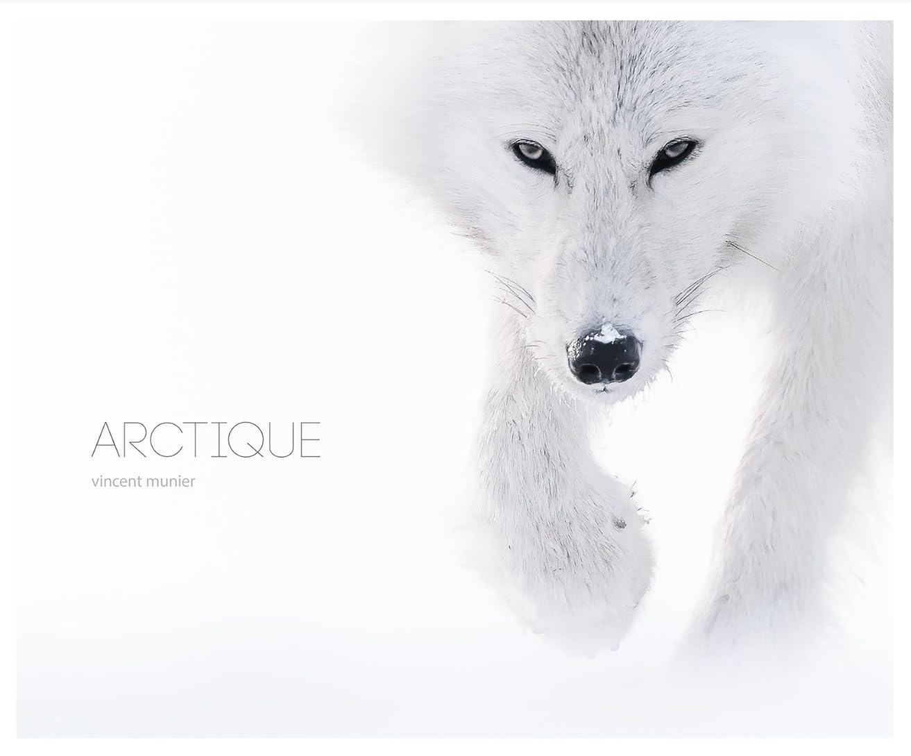 Amazon.fr - Arctique - Munier, Vincent - Livres