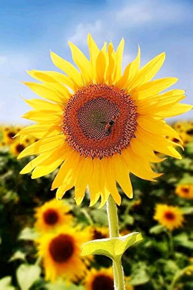 51TbU1FksoL._AC_UF894,