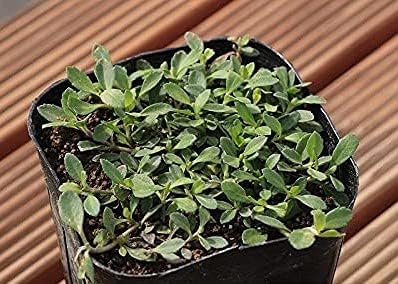 Amazon クラピア K7 白花 ９cmポット苗 花