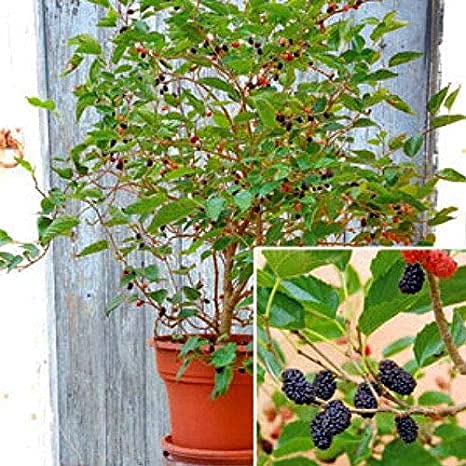 PlantaZee Dwarf Mulberry Tree Everbearing Morus Nigra Fruit Live Plant (B09G6XQJ1B) Amazon Price History, Amazon Price Tracker
