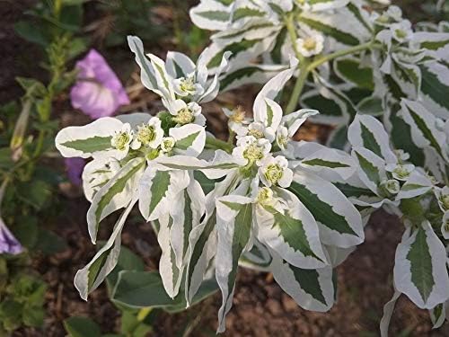 Miniatura 4 de Semillas Nieve en La Montaña Euphorbia Marginata Spurge Flores Anuales No OGM