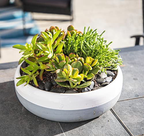 1Qt Jade Plant Crassula Succulent Pots 4Pk, Live Succulents Plants Live House Plants Indoors Live, Jade Plants Live Indoor Potted Plants Live Plants Indoor Plants Live Houseplants, By Plants For Pets #TOP6