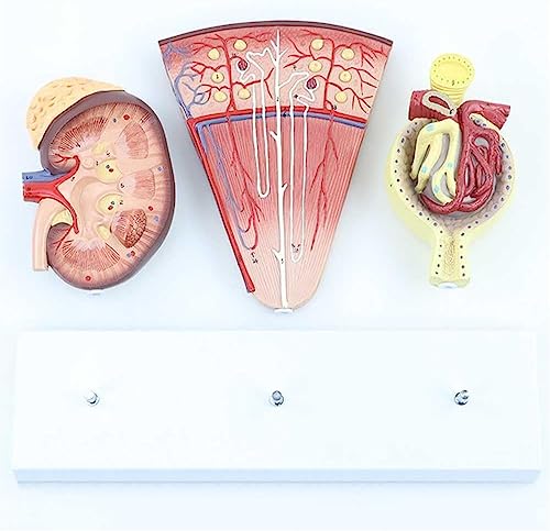 Modèle anatomique du néphron avec structure précise pour démontrer la fonction du rein - 6
