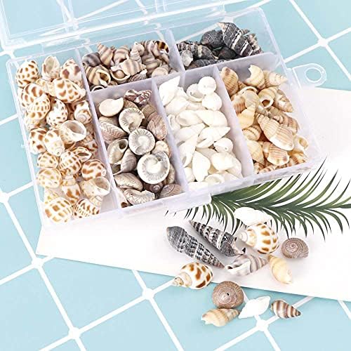 FSSTUD 100 PCS Mixed Beach Seashells Sea Shells Embellishments with Plastic Box for Crafts Home Decorations