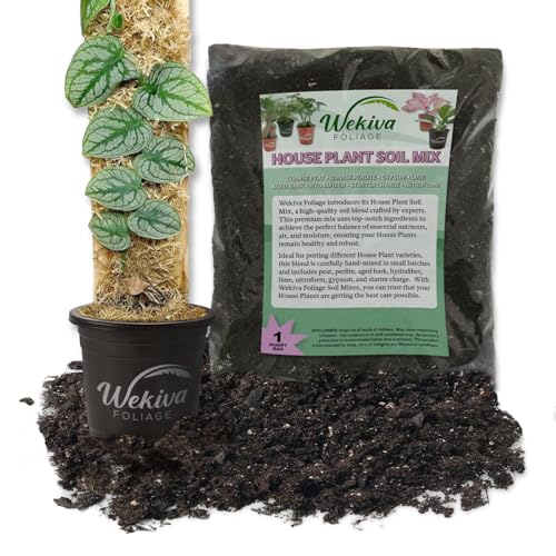 Monstera Dubia Shingle Plant and Soil Mix Combo - Live