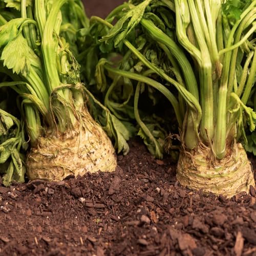 semillas de apio nabo, resistentes de exterior apio, invierno exóticas para camas elevadas jardín verdes regalos sostenibles 100pcs