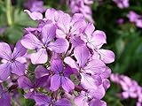 1000 Evening Scented Stock Flower Seeds Fragrant Matthiola Longipetala Bicornis - Always Fresh Seeds - Planting Seeds for Home & Garden