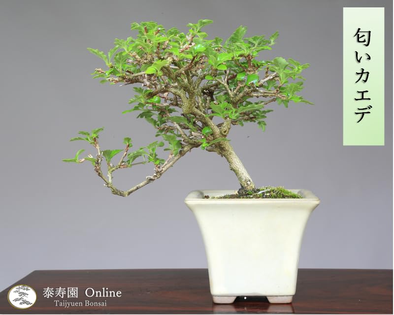 Amazon.co.jp: 『匂い楓』ニオイカエデ 小品盆栽【泰寿園 Online