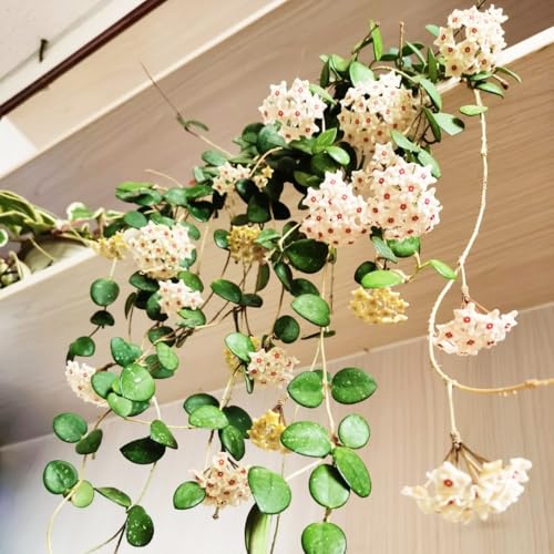 Semillas de plantas de Hoya, flores de cera, flores de porcelana, colgantes, macetas resistentes para salón, plantas resistentes para jardín, 200pcs