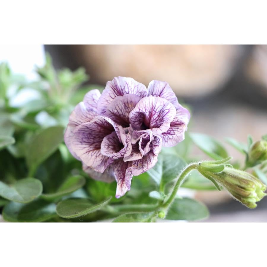 きーたん【希少色変わり種】栄養系ペチュニア　5点セット きーたん様専用【希少色変わり種】栄養系ペチュニア 5点セット