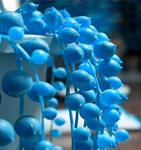 Nema Senecio Rowleyanus Seeds-Blue-100 Pcs