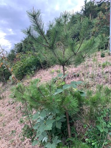 赤松 苗」の人気商品一覧 | 安い商品を通販サイトから探す - 価格.com