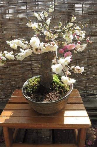 は*ほ様 梅盆栽　思いのまま　古木 は*ほ様 梅盆栽 思いのまま 古木 は*ほ様 梅盆栽