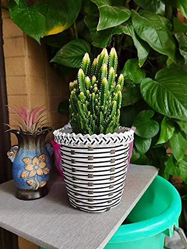 Material de mimbre para reparar muebles de jardín y terraza 5