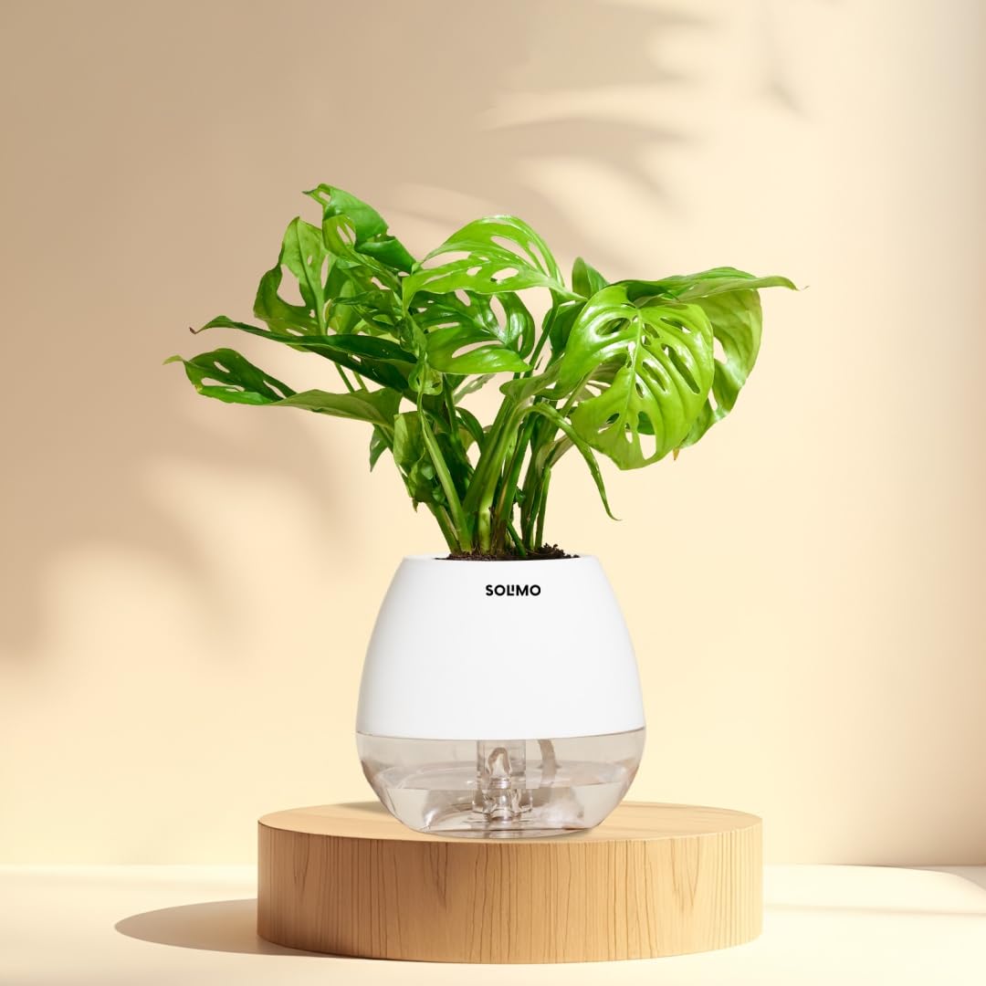 Amazon Brand – Solimo Philodendron Broken Heart with Cream Pot | Air-Purifying Indoor Plant | Self-Watering & Low Maintenance |Pot: 11X12.5cm-image-45