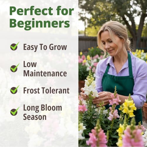 Image of HOME GROWN Snapdragon Northern Lights Seeds, 10,000 Flower Seeds for Planting 2026 Spring, Pastel Garden Blooms of Snap Dragon, Pollinator Friendly Outdoor Cut Flowers (Antirrhinum majus)