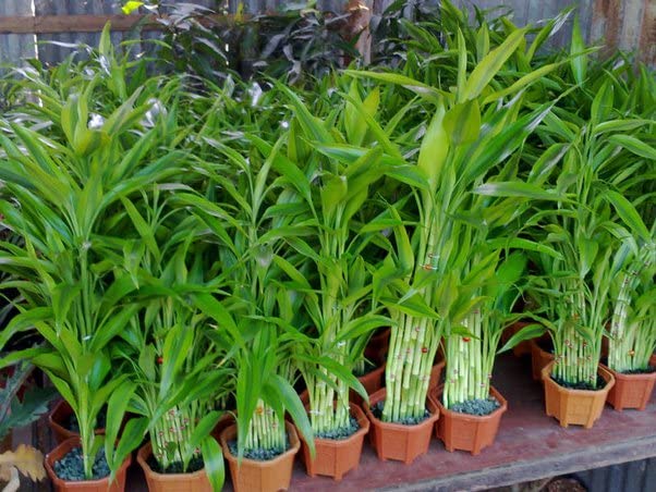 Lucky Bamboo seeds (108 per pack) (B0CW1XXGB1) Amazon Price History, Amazon Price Tracker