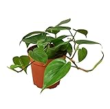 Filodendron Scandens Planta de Interior con Belleza Natural y Mantenimiento Sencillo