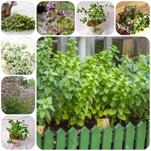 Semillas de mejorana, variedades antiguas, origanum majorana, semillas de silvestres de jardín orgánicas 150pcs