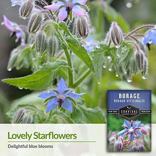 Borage Seeds for Planting - Survival Garden Seeds (2 Packs) - Image 3